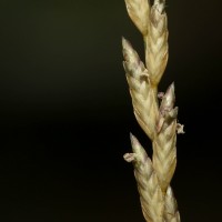 Eragrostiella